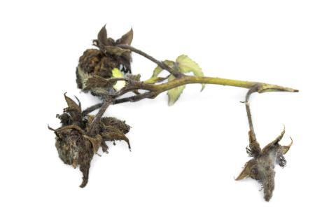 Framboise - Moisissure grise (Botrytis cinerea)