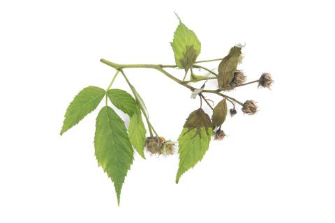 Framboise - Brûlure bactérienne (Erwinia amylovora)