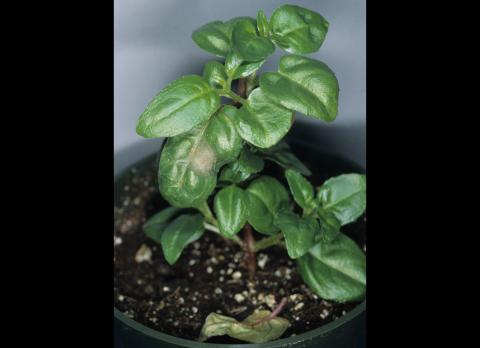 Fuchsias - Rouille (Pucciniastrum epilobii)