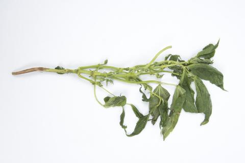 Haricot - Virus de la mosaïque du concombre (CMV)_10