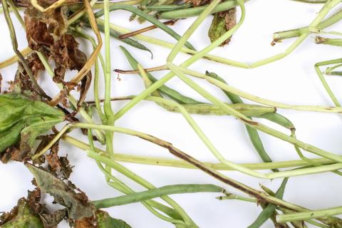 Haricot - Anthracnose (Colletotrichum lindemuthianum)_2