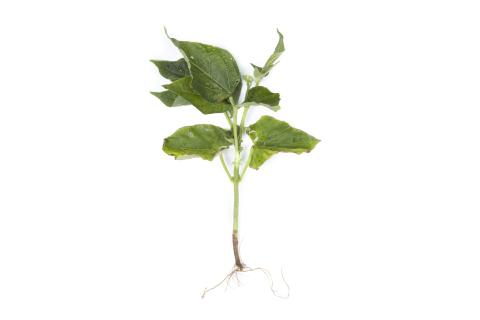 Haricot - Fusariose vasculaire (Fusarium oxysporum)_1