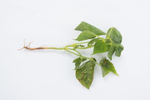 Haricot - Graisse bactérienne (Pseudomonas syringae pv. syringae)_3