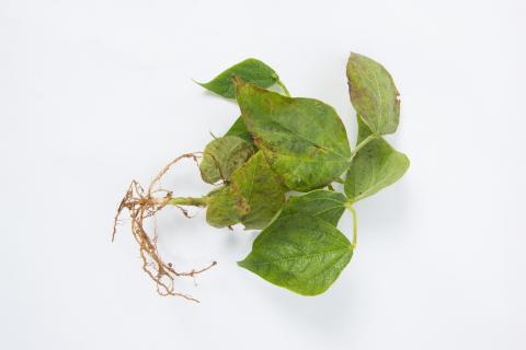 Haricot - Graisse bactérienne (Pseudomonas syringae pv. syringae)_4