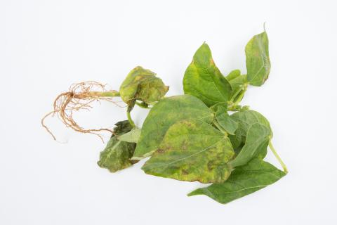 Haricot - Graisse bactérienne (Pseudomonas syringae pv. syringae)_5