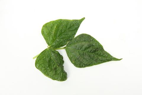 Haricot - Virus de la mosaïque du soja (SMV)_3