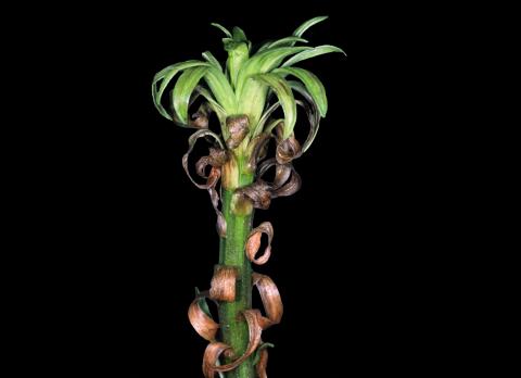 Lis - Nématode foliaire (Aphelenchoides sp.)