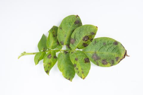 Pomme de terre - Maladies des taches brunes (Alternaria alternata)