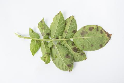 Pomme de terre - Maladies des taches brunes (Alternaria alternata)