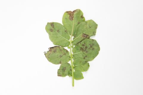 Pomme de terre - Brûlure hâtive (Alternaria solani)