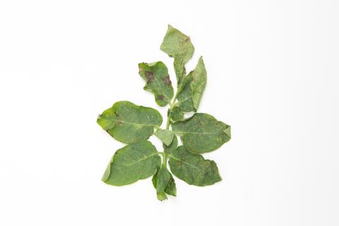 Pomme de terre - Brûlure hâtive (Alternaria solani)