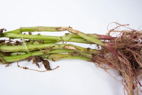 Pomme de terre - Dartrose (Colletotrichum coccodes)