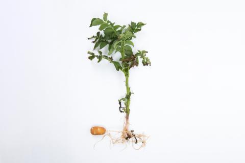 Pomme de terre - Fusariose vasculaire (Fusarium oxysporum)