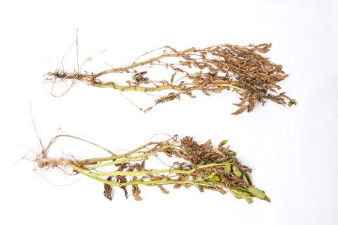 Pomme de terre - Jambe noire (Pectobacterium atrosepticum)