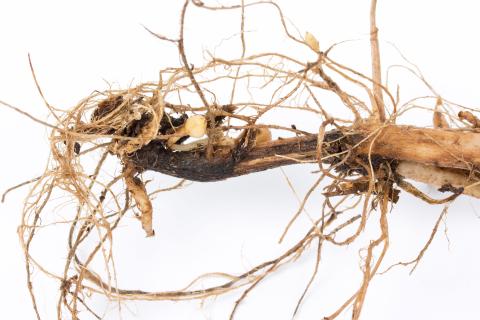 Pomme de terre - Jambe noire (Pectobacterium atrosepticum)