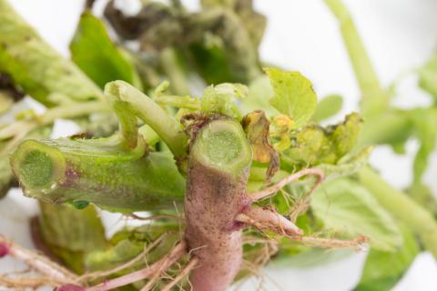 Pomme de terre - Jambe noire (Pectobacterium atrosepticum)