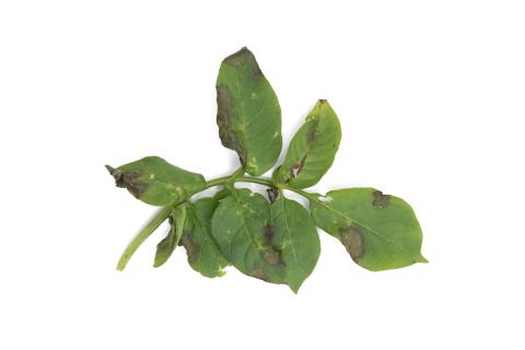 Pomme de terre - Mildiou (Phytophthora infestans)