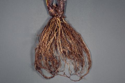 Fraise - Salinité élevée