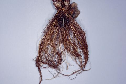 Fraise - Salinité élevée