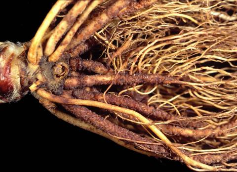 Fraise - Excès/Toxicité en ammoniac (NH3)_3