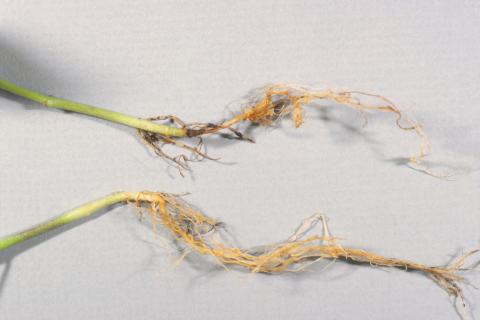 Poivron - Fonte des semis (Rhizoctonia solani)