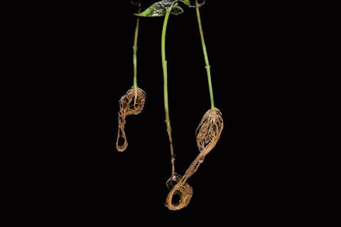 Poivron - Pourriture sclérotique (Sclerotinia sclerotiorum)