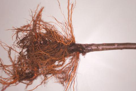 Pomme - Pourriture des racines et du collet (Phytophthora cactorum)