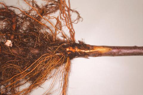 Pomme - Pourriture des racines et du collet (Phytophthora cactorum)