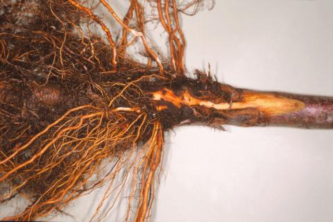 Pomme - Pourriture des racines et du collet (Phytophthora cactorum)