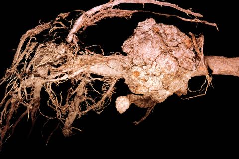 Pomme - Tumeur du collet (Agrobacterium tumefaciens)