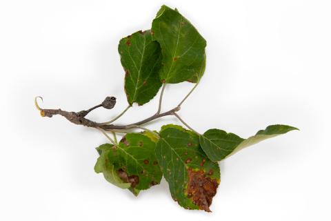 Pomme - Chancre à Botryosphaeria (Diplodia mutila)