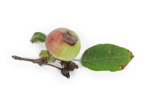 Pomme - Chancre à Botryosphaeria (Diplodia mutila)
