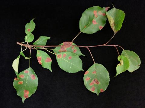 Pomme - Rouille (Gymnosporangium sp.)