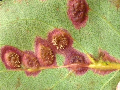 Pomme - Rouille (Gymnosporangium sp.)