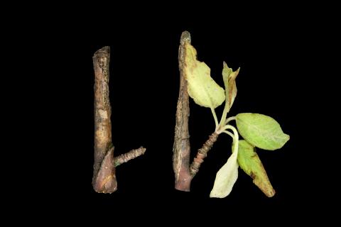 Pomme - Anthracnose (Neofabraea sp.)_13