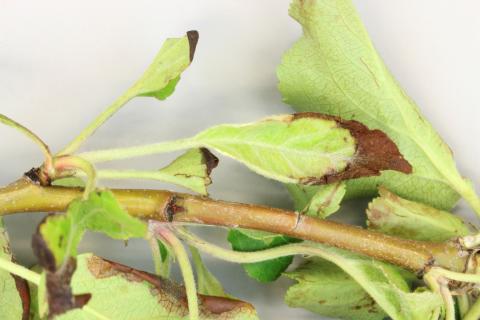 Pomme - Coulure bactérienne (Pseudomonas syringae pv. syringae)