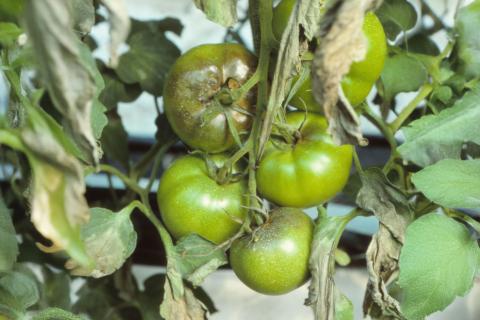 Tomate - Mildiou (Phytophthora infestans)