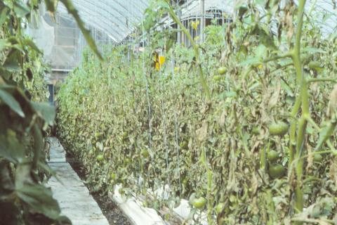 Tomate - Mildiou (Phytophthora infestans)