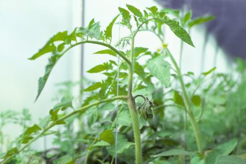 Tomate - Mildiou (Phytophthora infestans)