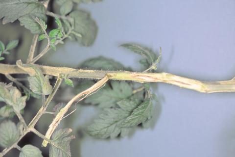 Tomate - Chancre sec (Acremonium strictum)