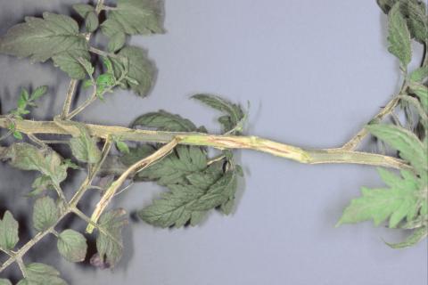 Tomate - Chancre sec (Acremonium strictum)