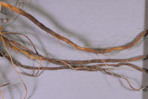 Tomate - Racine liégeuse (Pyrenochaeta lycopersici)