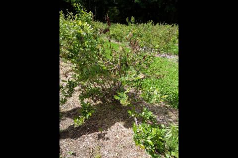 Bleuet - Virus du choc du bleuet (BlShV)