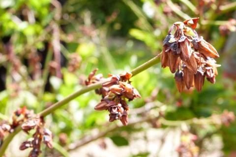 Bleuet - Virus du choc du bleuet (BlShV)