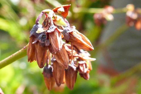 Bleuet - Virus du choc du bleuet (BlShV)