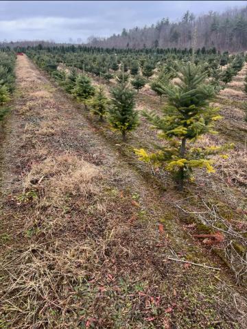 Arbres de Noël (Sapins) - Carences associées à un pH élevé