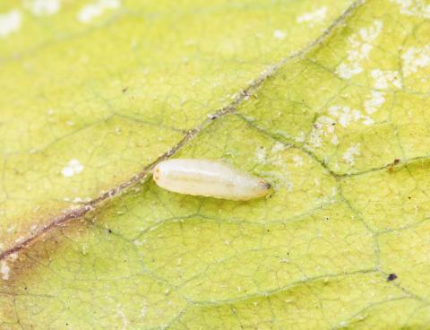 Rhagoletis striatella