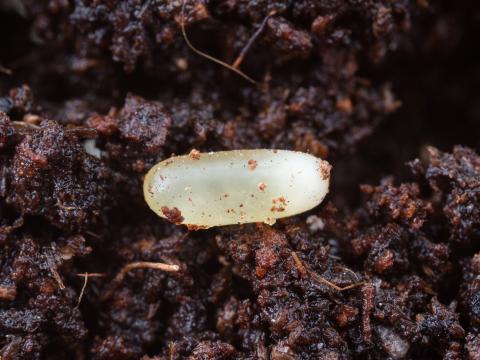 Carabe des bois (Carabus nemoralis)