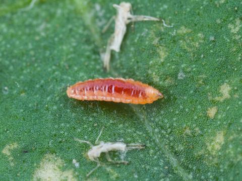 Cécidomyie du puceron (Aphidoletes aphidimyza)