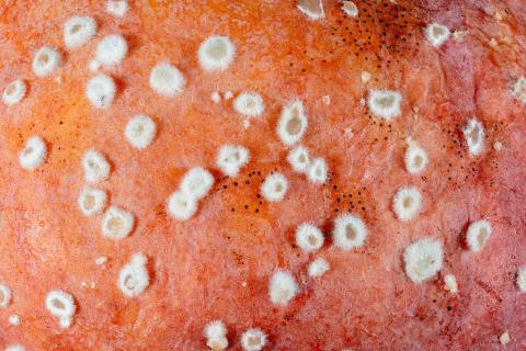 Monilinia_polystroma_1